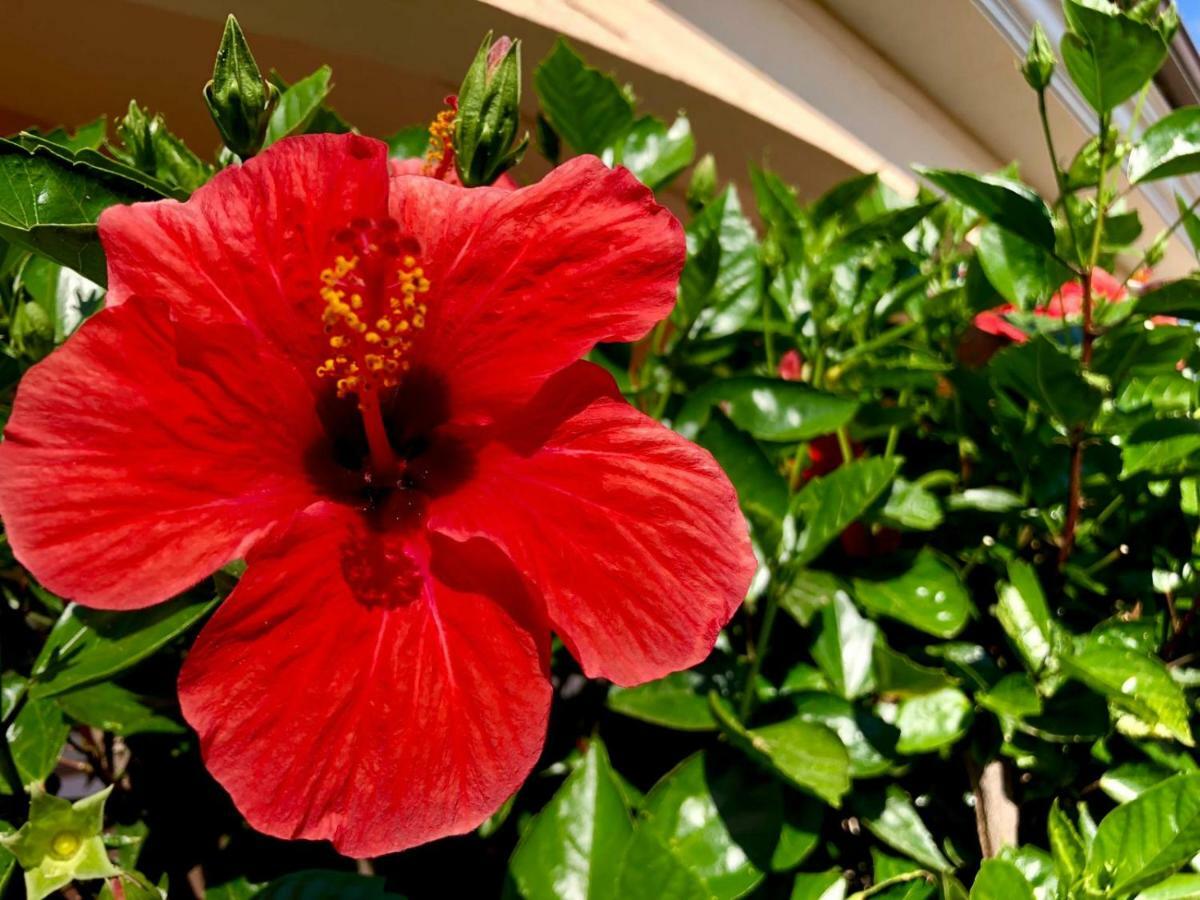 Casa Dolce Hibiscus Apartment Olbia Bagian luar foto